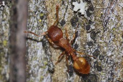 Temnothorax schaumii