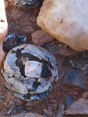 Conophytum lithopsoides lithopsoides