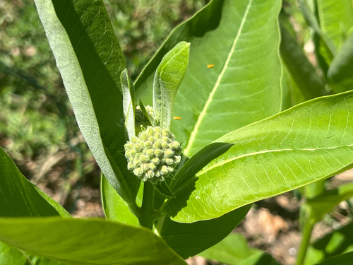 common milkweed