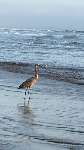 Great Blue Heron observed by brightcrow