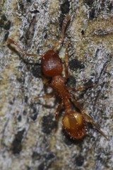 Temnothorax schaumii