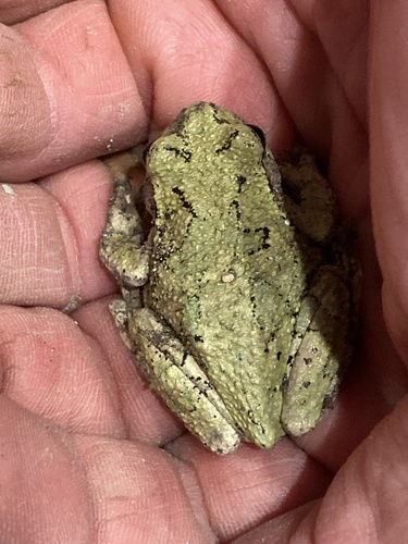 Cope's Gray Tree Frog observed by asherholton