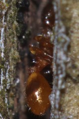 Temnothorax schaumii