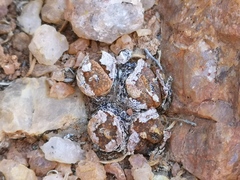 Conophytum lithopsoides lithopsoides