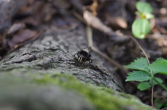 Criorhina ranunculi