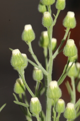 Erigeron bonariensis