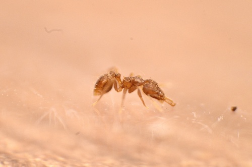 Strumigenys perparva