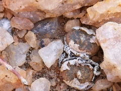 Conophytum lithopsoides lithopsoides