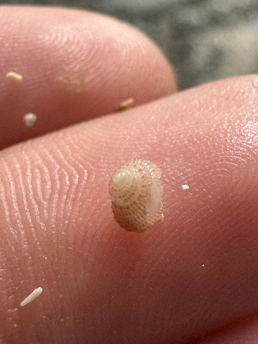 Herpetopoma gemmatum observed 2026-06-01