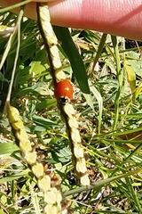Coccinellidae