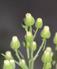 Erigeron bonariensis