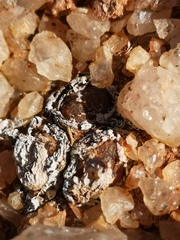 Conophytum lithopsoides lithopsoides