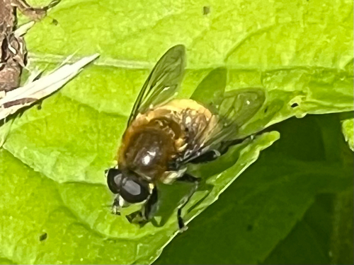 Narcissus Bulb Fly