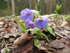 Pulmonaria obscura