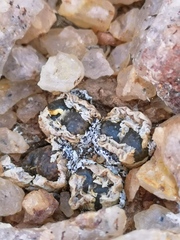 Conophytum lithopsoides lithopsoides