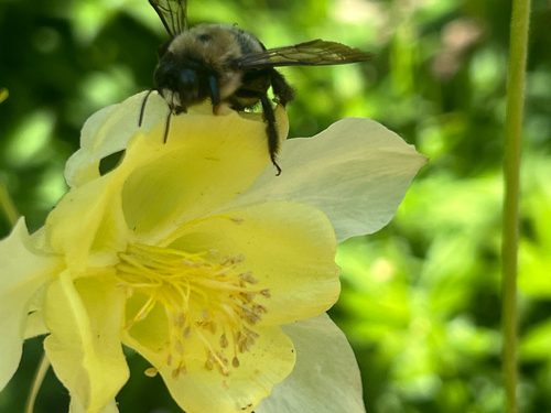 Eastern Carpenter Bee