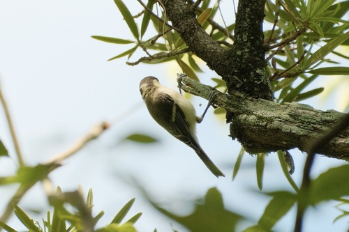 Asian Tit
