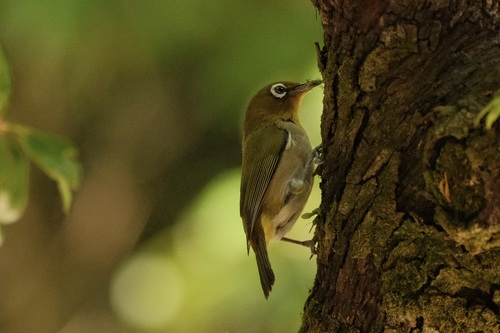 Warbling White-eye