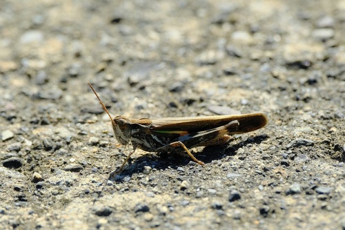 Aiolopus thalassinus tamulus