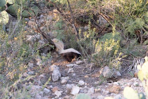 American Hog-nosed Skunk