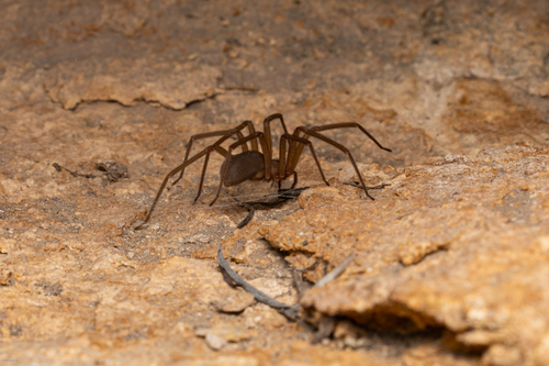 Big Bend Recluse