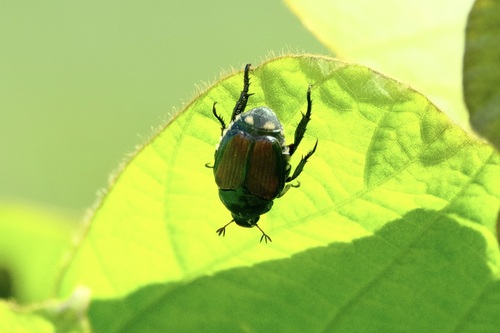 Japanese Beetle
