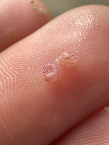Hiloa variabilis observed 2026-06-01