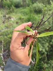 Kageneckia lanceolata