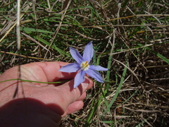 Nemastylis geminiflora