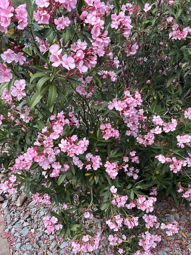 oleander