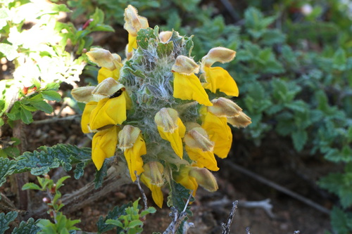 Phlomoides speciosa, photograph 6