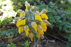 Phlomoides speciosa, photograph (c) Вячеслав Юсупов, some rights reserved (CC BY)