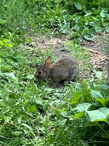 Eastern Cottontail observed by gardenandexploration