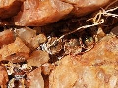 Conophytum lithopsoides lithopsoides