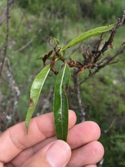 Kageneckia lanceolata