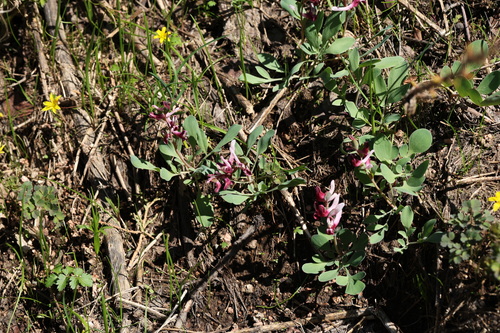 Corydalis ledebouriana, photograph 1