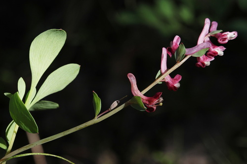 Corydalis ledebouriana
