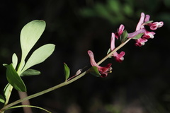 Corydalis ledebouriana