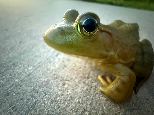 American Bullfrog observed by masonhambo