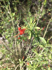 Anisacanthus thurberi