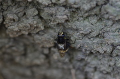 Criorhina ranunculi