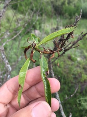 Kageneckia lanceolata