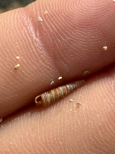 Viriola incisa observed 2026-06-01