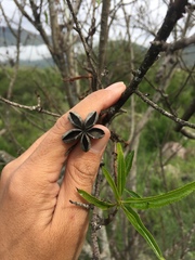 Kageneckia lanceolata