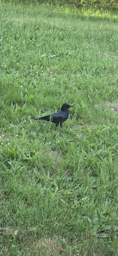 American Crow observed by idogmini
