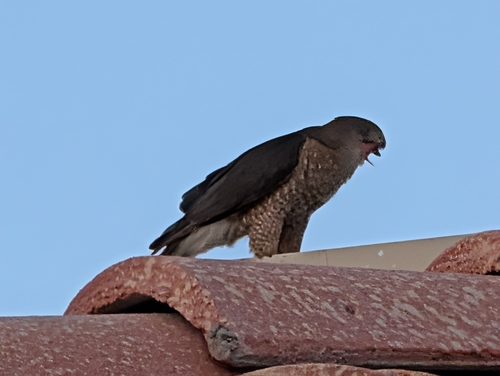 Cooper's Hawk observed by bevj