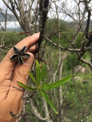 Kageneckia lanceolata