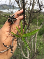 Kageneckia lanceolata
