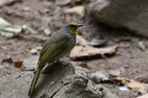 Stripe-throated Bulbul (Pycnonotus finlaysoni), photo 4