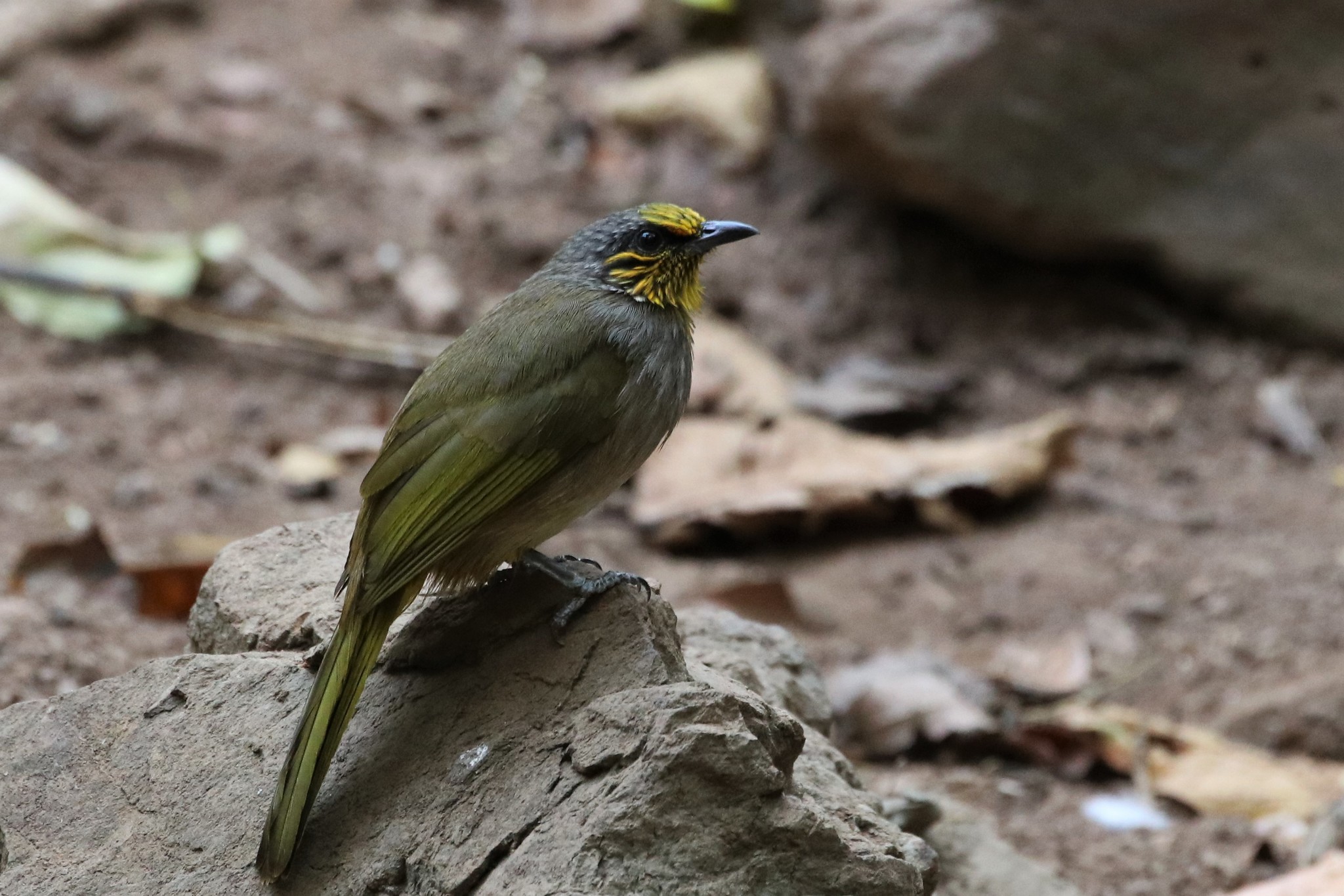 Stripe-throated Bulbul (Pycnonotus finlaysoni)
